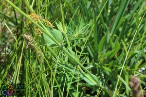 Bupleurum ranunculoides (2) (1200 x 800).jpg_product_product